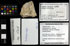 Foto (Objekt + Etiketten) von Nodoprosopon sp. 